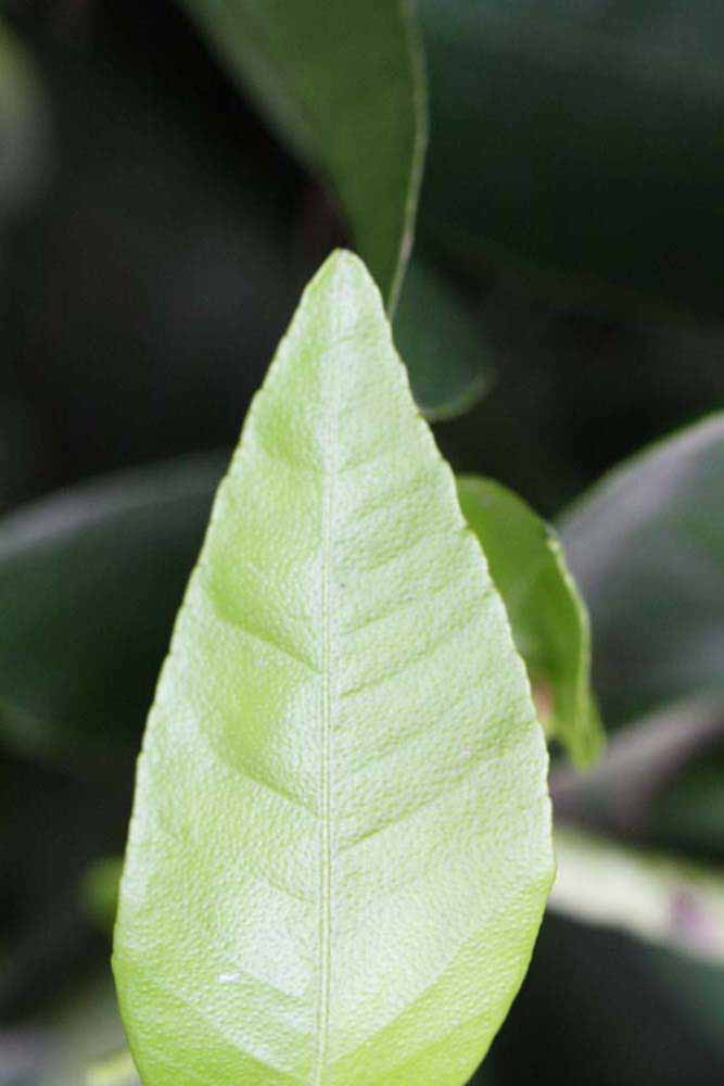              Margin (Riverside, CA)       